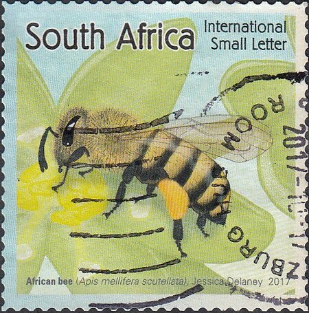 African Honey Bee (Apis mellifera scutellata)