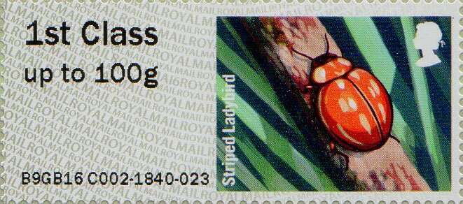 Striped Ladybird