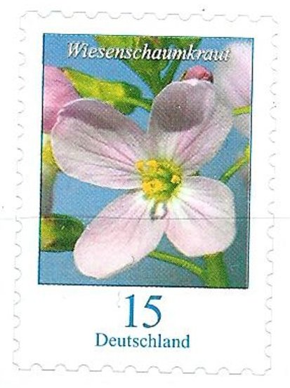 Milkmaids (Cardamine pratensis)