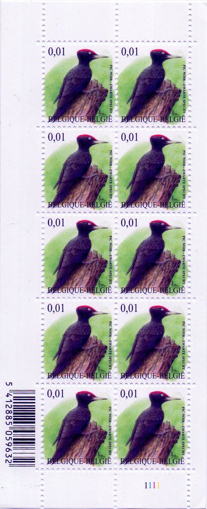 Black Woodpecker (Dryocopus martius)