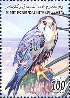 Falco peregrinus