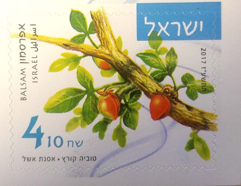The Myrrh plant