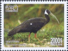 White-Shouldered Ibis