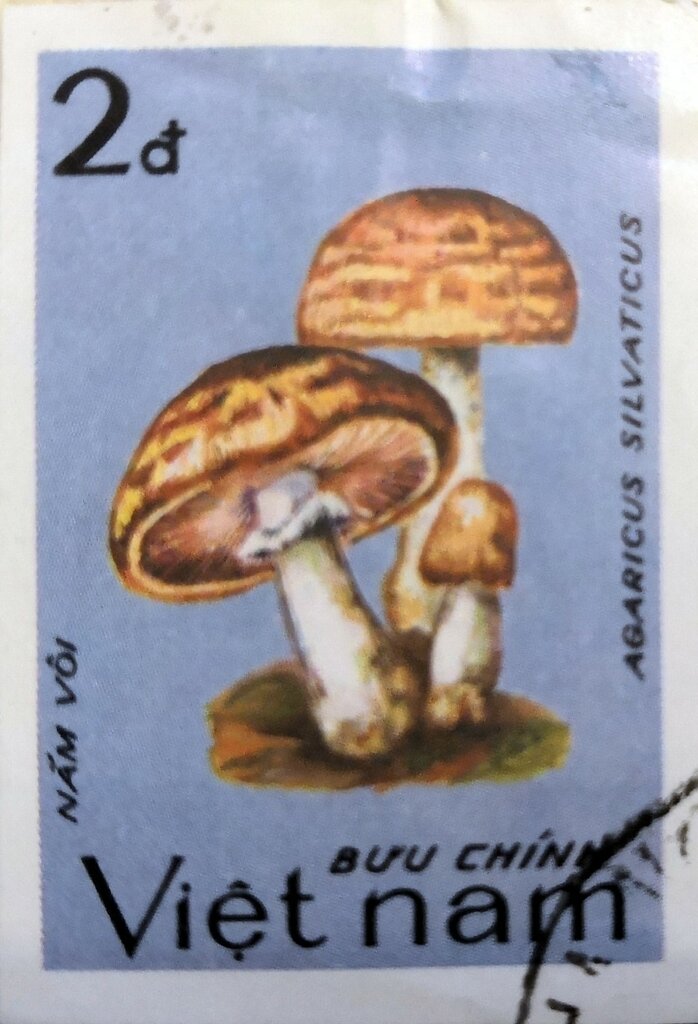 Agaricus silvaticus