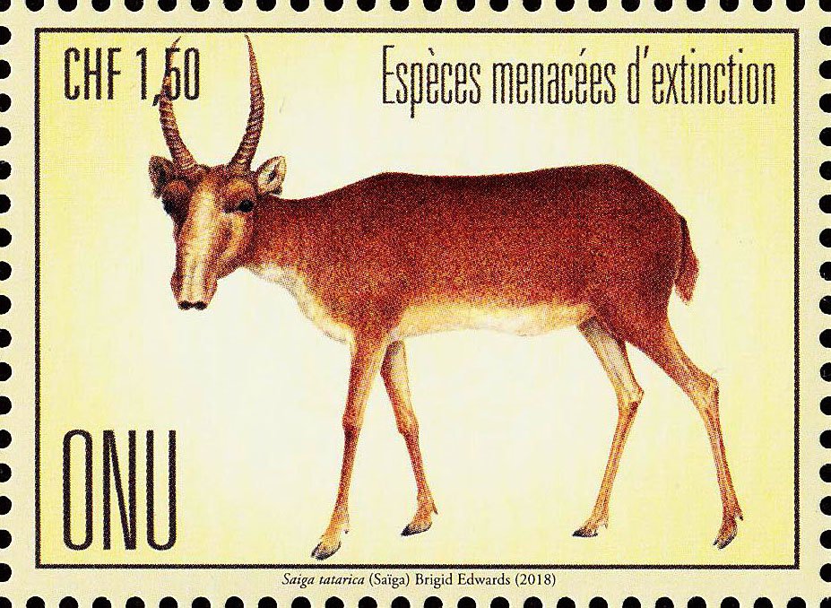 Saiga antelope (Saiga tatarica)