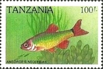 Stamp, Ansorge’s noelebias, Tanzania,  , Animals (Fauna), Fishes, Sea Life