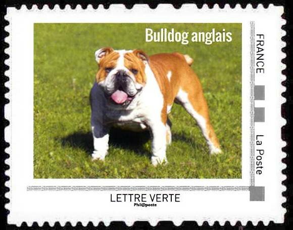 Bulldog anglais
