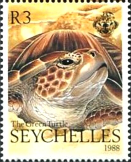 Green Sea Turtle (Chelonia mydas)