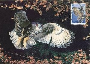 Eurasian Eagle-Owl (Bubo bubo)