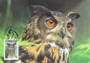 Eurasian Eagle-Owl (Bubo bubo)