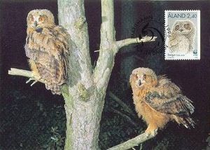 Maxi Cards, Eurasian Eagle-Owl (Bubo bubo), Åland Islands,  , Birds, WWF, Birds of Prey, Owls, Animals (Fauna)