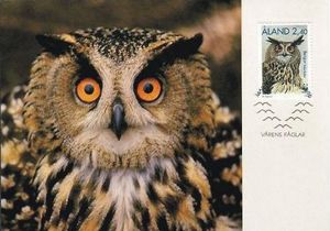 Eurasian Eagle-Owl (Bubo bubo)