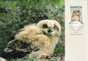 Maxi Cards, Eurasian Eagle-Owl (Bubo bubo), Åland Islands,  , Birds, WWF, Birds of Prey, Owls, Animals (Fauna)