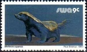 Honey Badger (Mellivora capensis)
