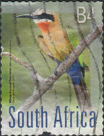 Swallowtailed bee-eater (Merops hirundineus )