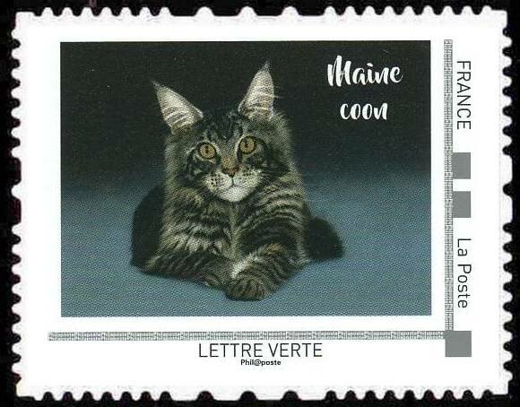 Maine Coon