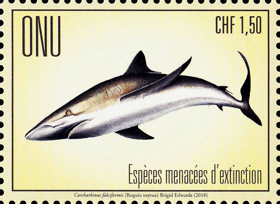 Silky shark (Carcharhinus falciformis)