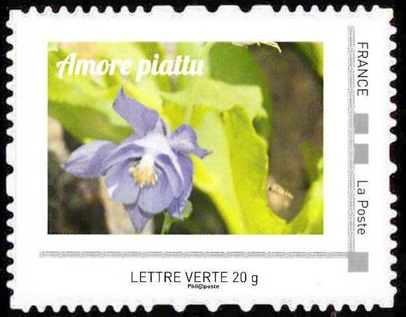 Amore Piattu