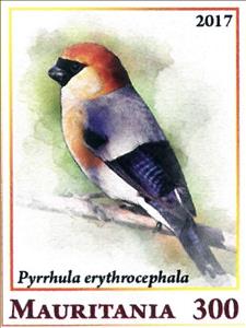 Stamp, Pyrrhula erythrocephala, Cinderellas,  , Animals (Fauna), Birds