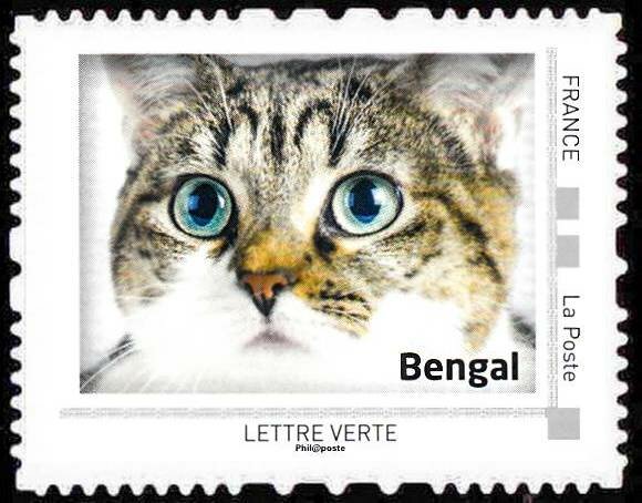 Bengal