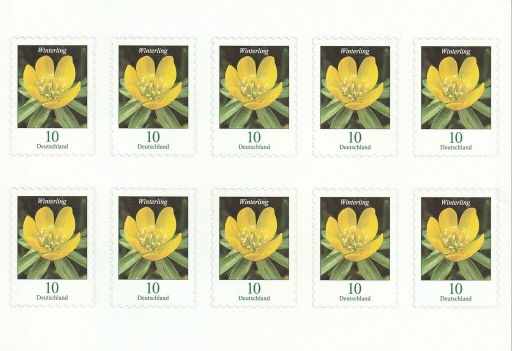 Winter Aconite (Eranthis hyemalis)