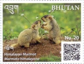 Himalayan Marmot