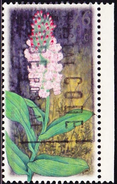 Platanthera psycodes