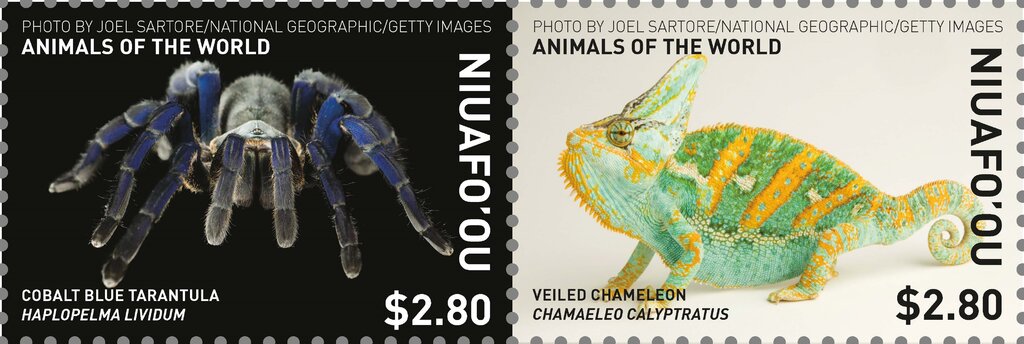 Tarantula & Chameleon