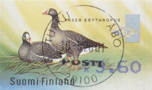 Lesser White-fronted Goose (Anser erythropus)
