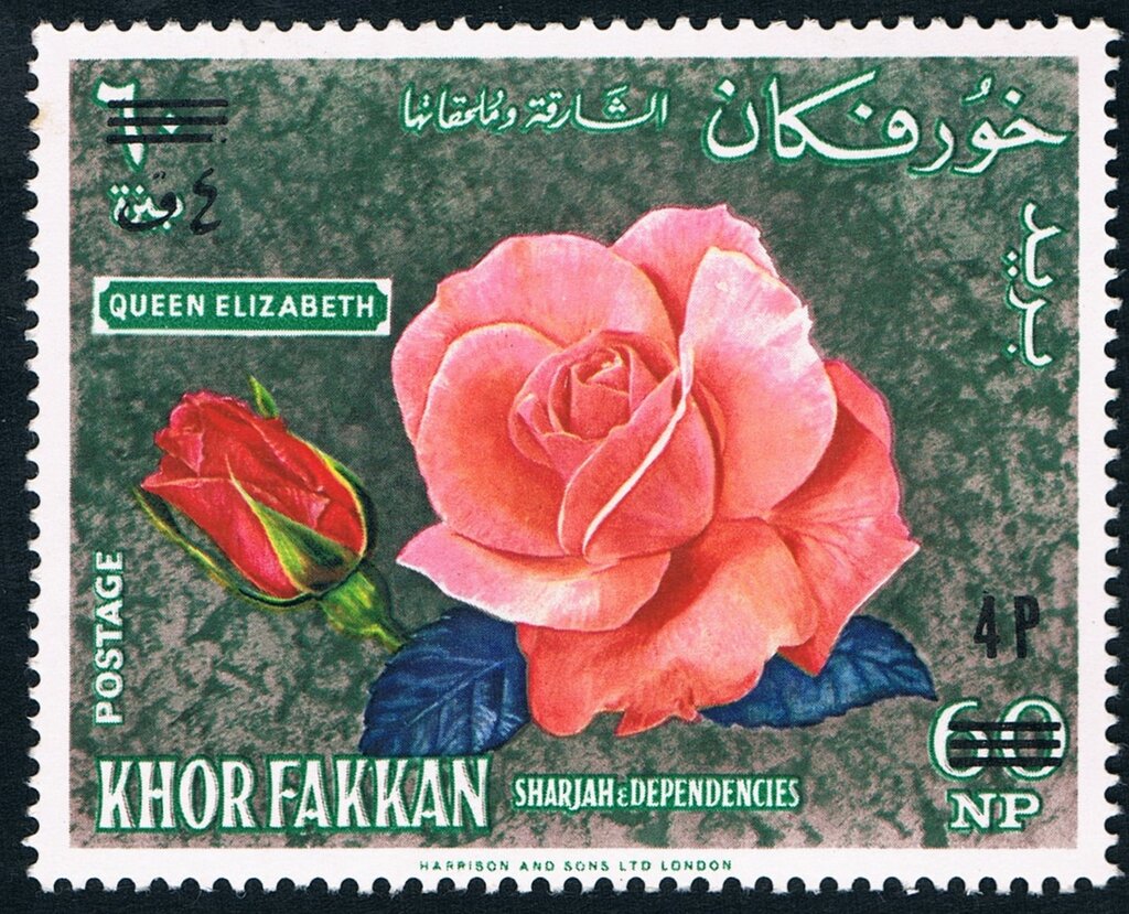 Silvery pink floribunda rose "Queen Elizabeth"; british bree