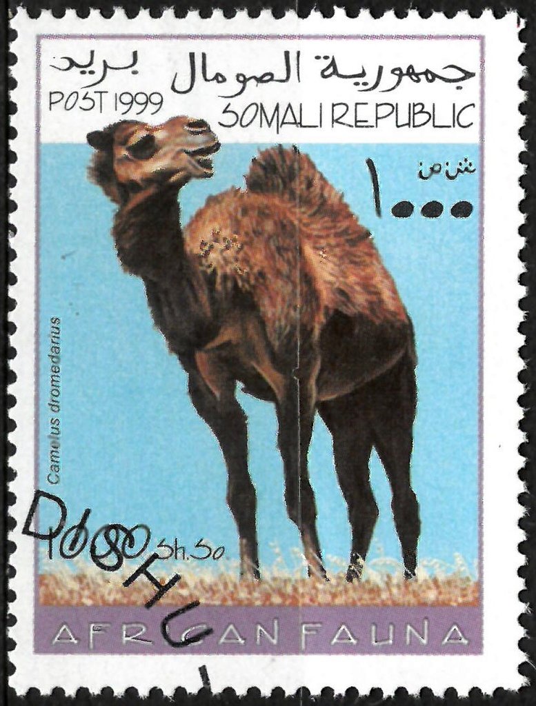 Camelus dromedarius
