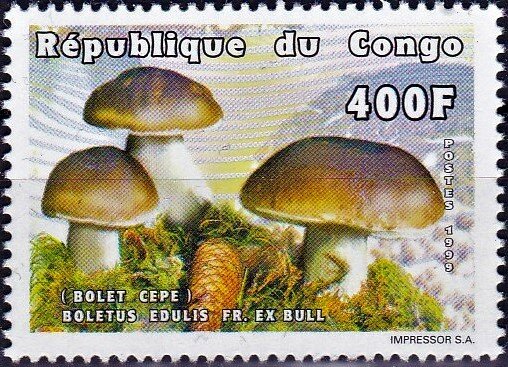 Boletus edulis