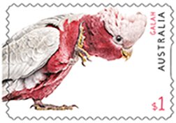 Galah