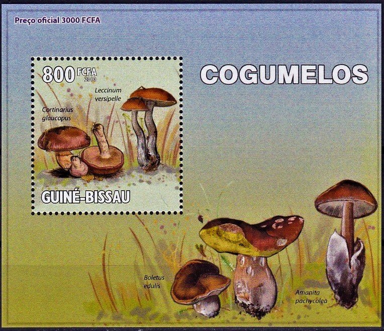 Cortinarius glaucopus/Leccinum versipelle