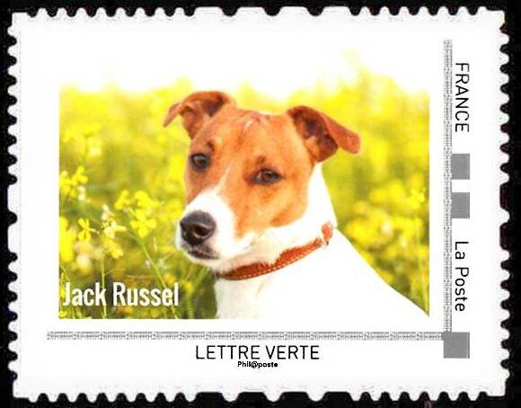 Jack Russel