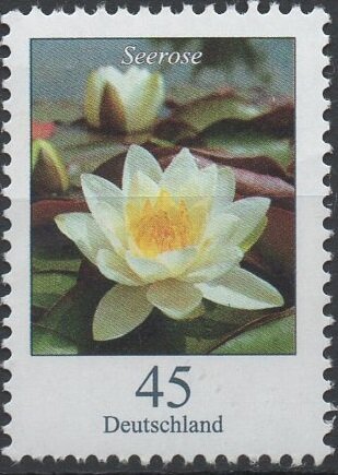 Nymphaea alba - White Waterlily