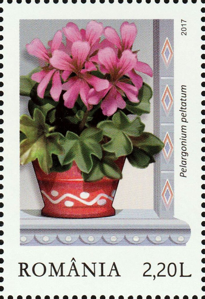 Ivy-leaved pelargoniums (Pelargonium peltatum)