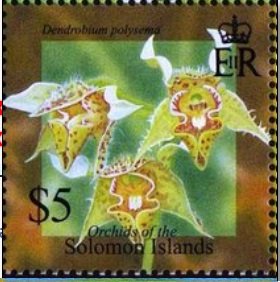 Stamp, Dendrobium polisema, Solomon Islands,  , Flowers, Orchids, Plants (Flora)