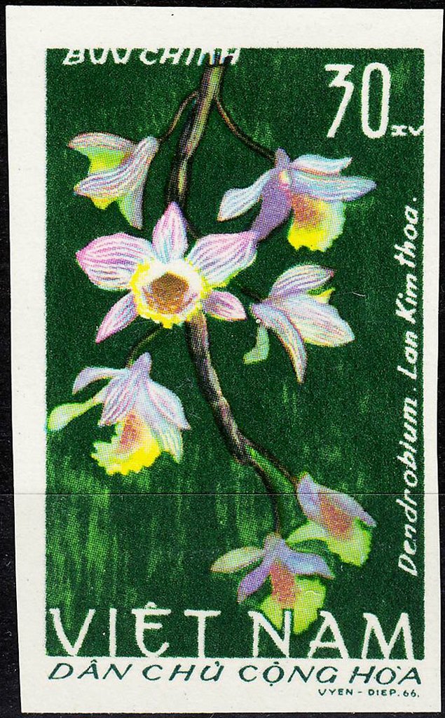 Dendrobium hybridae