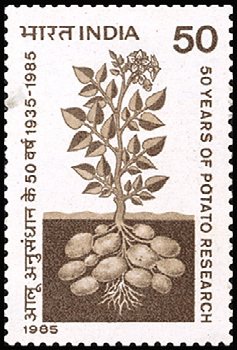Potato Research