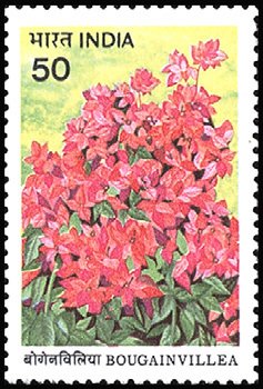 Bougainvillea- Mahara