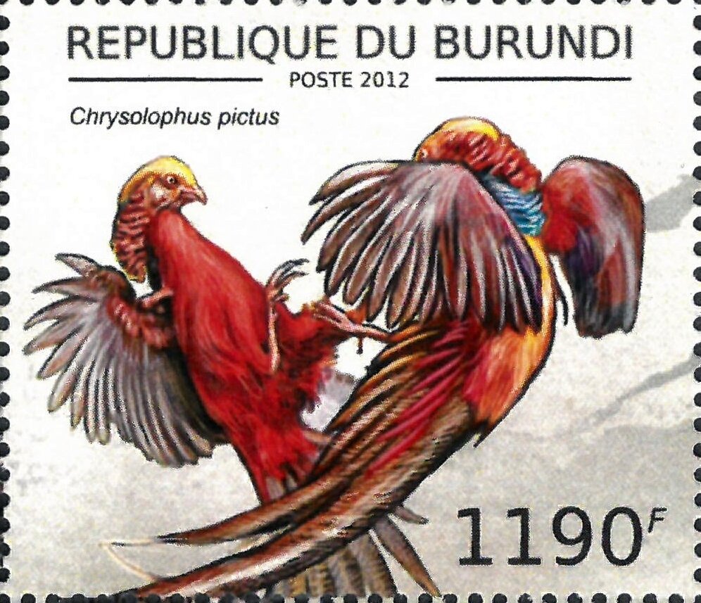 Chrysolophus Pictus