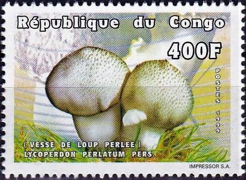Lycoperdon perlatum