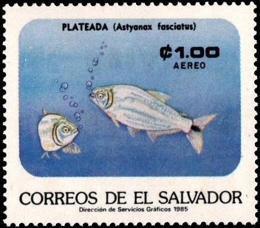 Astyanax fasciatus