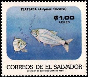 Stamp, Astyanax fasciatus, El Salvador,  , Animals (Fauna), Fishes, Sea Life