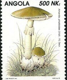 Mushrooms