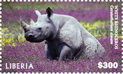 White Rhinoceros