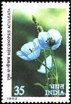 Himalayan Flowers- Meconopsis aculeata