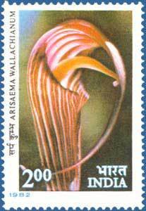 Himalayan Flowers- Arisaema wallachianum