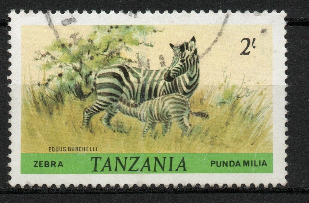 Burchell's Zebra (Equus burchelli)